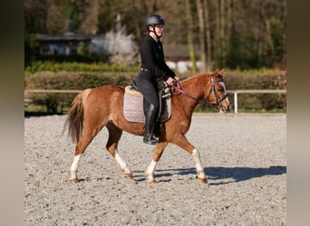 Más ponis/caballos pequeños, Caballo castrado, 5 años, 128 cm, Alazán