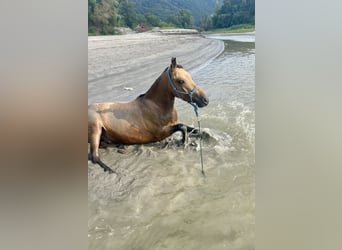 Más ponis/caballos pequeños, Caballo castrado, 5 años, 130 cm, Buckskin/Bayo