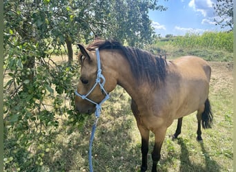 Más ponis/caballos pequeños, Caballo castrado, 5 años, 130 cm, Buckskin/Bayo