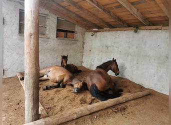 Más ponis/caballos pequeños, Caballo castrado, 5 años, 132 cm, Castaño