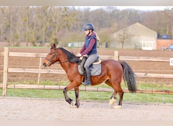 Más ponis/caballos pequeños, Caballo castrado, 5 años, 140 cm, Castaño