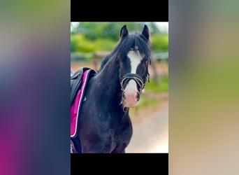 Más ponis/caballos pequeños, Caballo castrado, 5 años, 140 cm, Negro