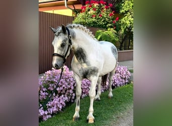 Más ponis/caballos pequeños, Caballo castrado, 5 años, 140 cm, Pío