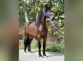 Más ponis/caballos pequeños, Caballo castrado, 5 años, 142 cm, Castaño