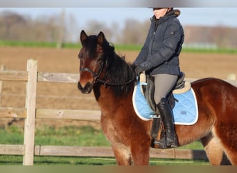 Más ponis/caballos pequeños, Caballo castrado, 5 años, 142 cm, Castaño