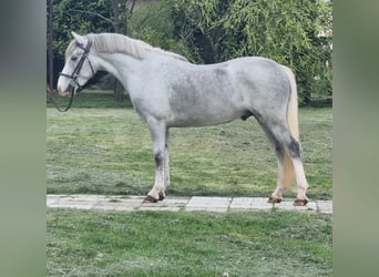 Más ponis/caballos pequeños, Caballo castrado, 5 años, 143 cm, Tordo