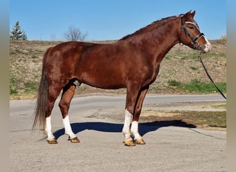 Más ponis/caballos pequeños, Caballo castrado, 5 años, 145 cm, Alazán