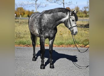 Más ponis/caballos pequeños, Caballo castrado, 5 años, 146 cm, Tordo rodado