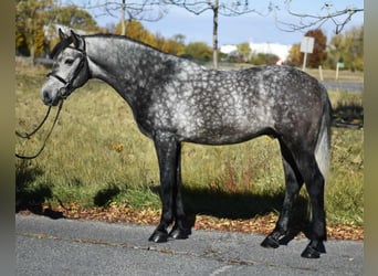 Más ponis/caballos pequeños, Caballo castrado, 5 años, 146 cm, Tordo rodado