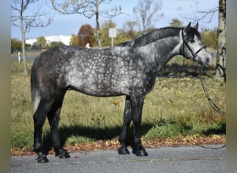 Más ponis/caballos pequeños, Caballo castrado, 5 años, 146 cm, Tordo rodado