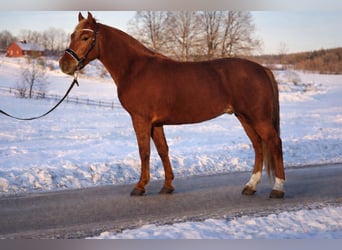 Más ponis/caballos pequeños, Caballo castrado, 5 años, 147 cm, Alazán