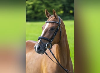 Más ponis/caballos pequeños, Caballo castrado, 5 años, 148 cm, Alazán
