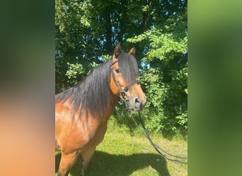 Más ponis/caballos pequeños, Caballo castrado, 5 años, 148 cm