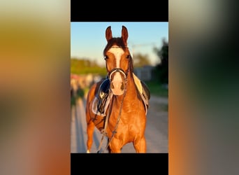 Más ponis/caballos pequeños, Caballo castrado, 5 años, 148 cm, Castaño