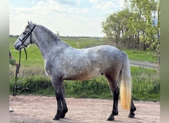 Más ponis/caballos pequeños, Caballo castrado, 5 años, 148 cm, Tordo