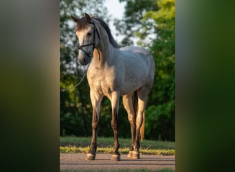 Más ponis/caballos pequeños, Caballo castrado, 5 años, 148 cm, Tordo