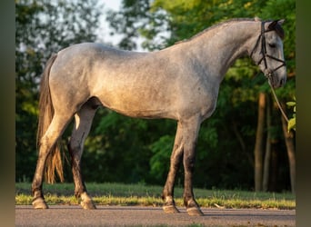 Más ponis/caballos pequeños, Caballo castrado, 5 años, 148 cm, Tordo