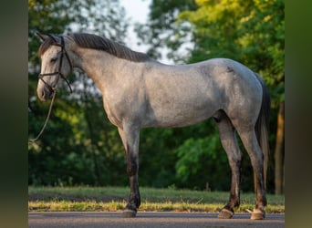 Más ponis/caballos pequeños, Caballo castrado, 5 años, 148 cm, Tordo