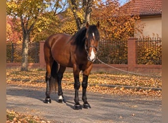 Más ponis/caballos pequeños, Caballo castrado, 5 años, 150 cm, Castaño