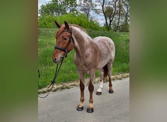 Más ponis/caballos pequeños, Caballo castrado, 5 años, 150 cm, Ruano alazán
