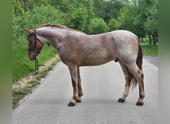 Más ponis/caballos pequeños, Caballo castrado, 5 años, 150 cm, Ruano alazán