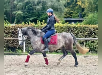Más ponis/caballos pequeños, Caballo castrado, 5 años, 150 cm, Tordo rodado