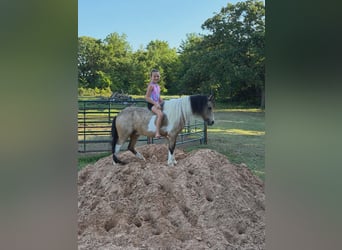 Más ponis/caballos pequeños, Caballo castrado, 5 años, 152 cm, Pío