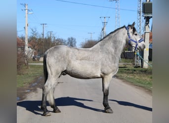 Más ponis/caballos pequeños, Caballo castrado, 5 años, 153 cm, Tordo