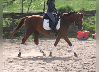 Más ponis/caballos pequeños, Caballo castrado, 5 años, 154 cm, Alazán-tostado