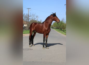 Más ponis/caballos pequeños, Caballo castrado, 5 años, 155 cm, Castaño