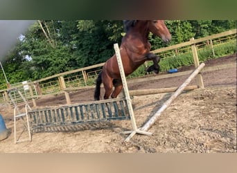 Más ponis/caballos pequeños, Caballo castrado, 5 años, 155 cm, Castaño