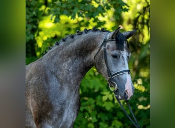Más ponis/caballos pequeños, Caballo castrado, 5 años, 155 cm, Tordo