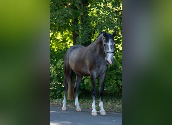 Más ponis/caballos pequeños, Caballo castrado, 5 años, 155 cm, Tordo