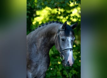 Más ponis/caballos pequeños, Caballo castrado, 5 años, 155 cm, Tordo