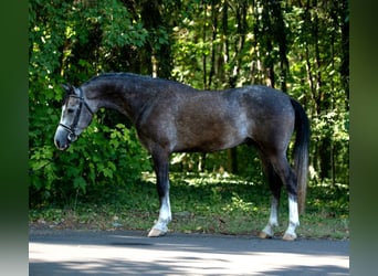 Más ponis/caballos pequeños, Caballo castrado, 5 años, 155 cm, Tordo
