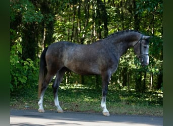 Más ponis/caballos pequeños, Caballo castrado, 5 años, 155 cm, Tordo