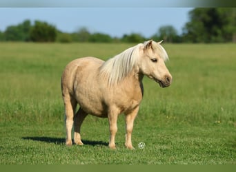 Más ponis/caballos pequeños, Caballo castrado, 5 años, 89 cm, Palomino