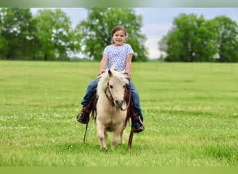 Más ponis/caballos pequeños, Caballo castrado, 5 años, 89 cm, Palomino