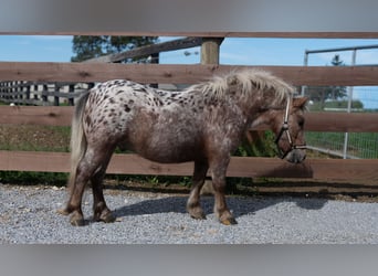 Más ponis/caballos pequeños, Caballo castrado, 5 años, 91 cm, Alazán