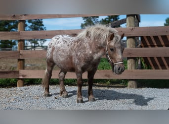 Más ponis/caballos pequeños, Caballo castrado, 5 años, 91 cm, Alazán
