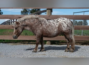 Más ponis/caballos pequeños, Caballo castrado, 5 años, 91 cm, Alazán-tostado