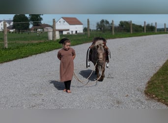 Más ponis/caballos pequeños, Caballo castrado, 5 años, 91 cm, Alazán-tostado