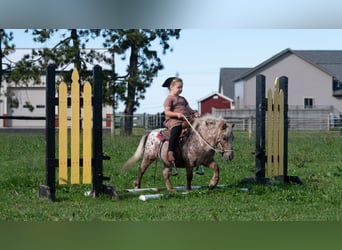 Más ponis/caballos pequeños, Caballo castrado, 5 años, 91 cm, Alazán-tostado