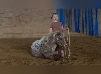 Más ponis/caballos pequeños, Caballo castrado, 5 años, 91 cm, Alazán-tostado