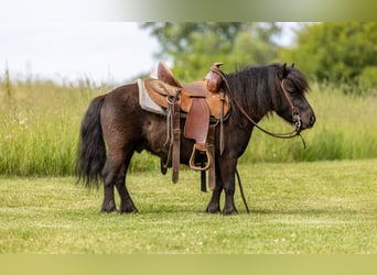 Más ponis/caballos pequeños, Caballo castrado, 5 años, 91 cm, Negro