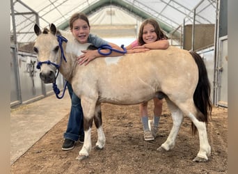Más ponis/caballos pequeños, Caballo castrado, 5 años, 91 cm, Pío
