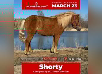 Más ponis/caballos pequeños, Caballo castrado, 5 años, 97 cm, Alazán rojizo