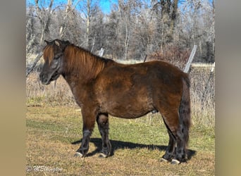 Más ponis/caballos pequeños, Caballo castrado, 5 años, 99 cm, Castaño