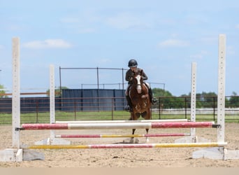 Más ponis/caballos pequeños, Caballo castrado, 5 años, Alazán rojizo