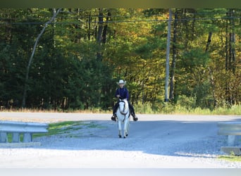 Más ponis/caballos pequeños, Caballo castrado, 5 años, Pío